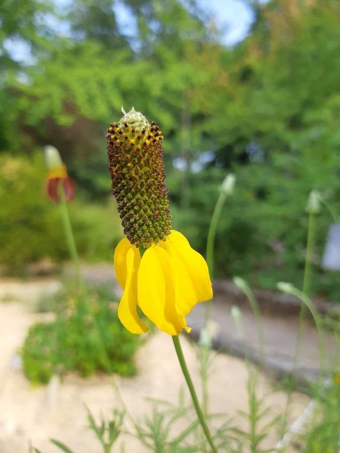 Rudbeckia amplexicaulis flower