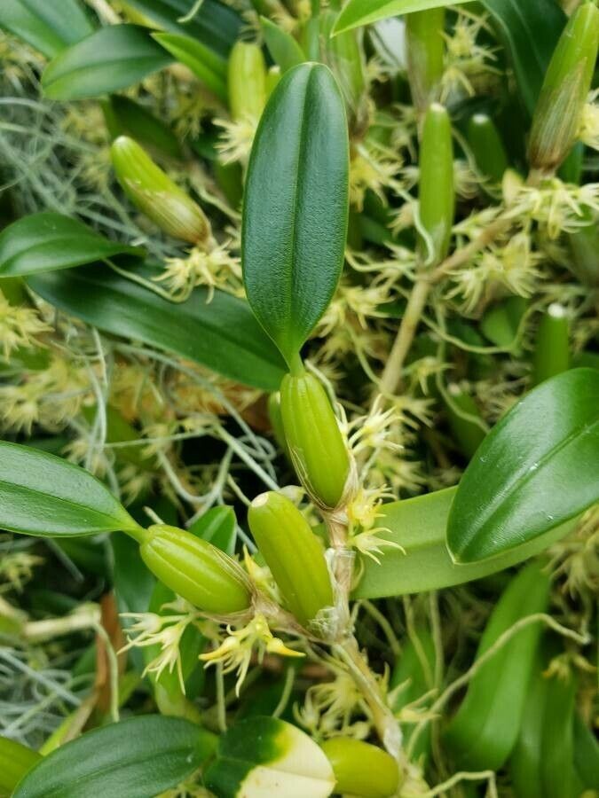 Bulbophyllum longerepens — houseplant care guide