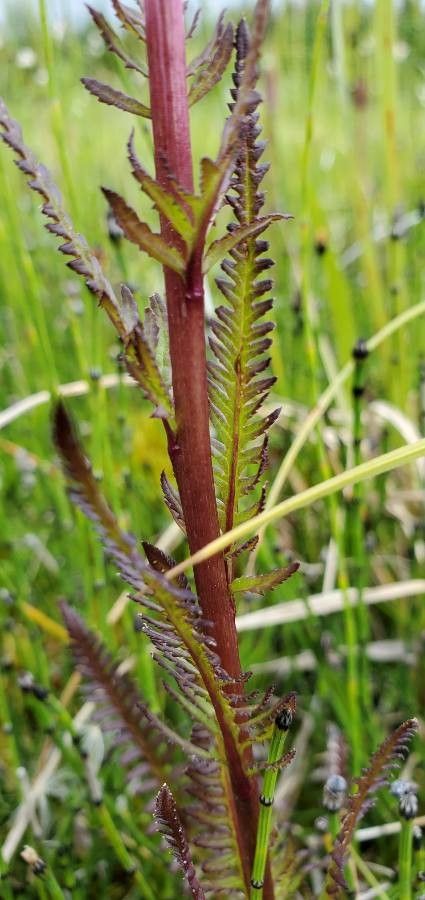 Pedicularis groenlandica bark