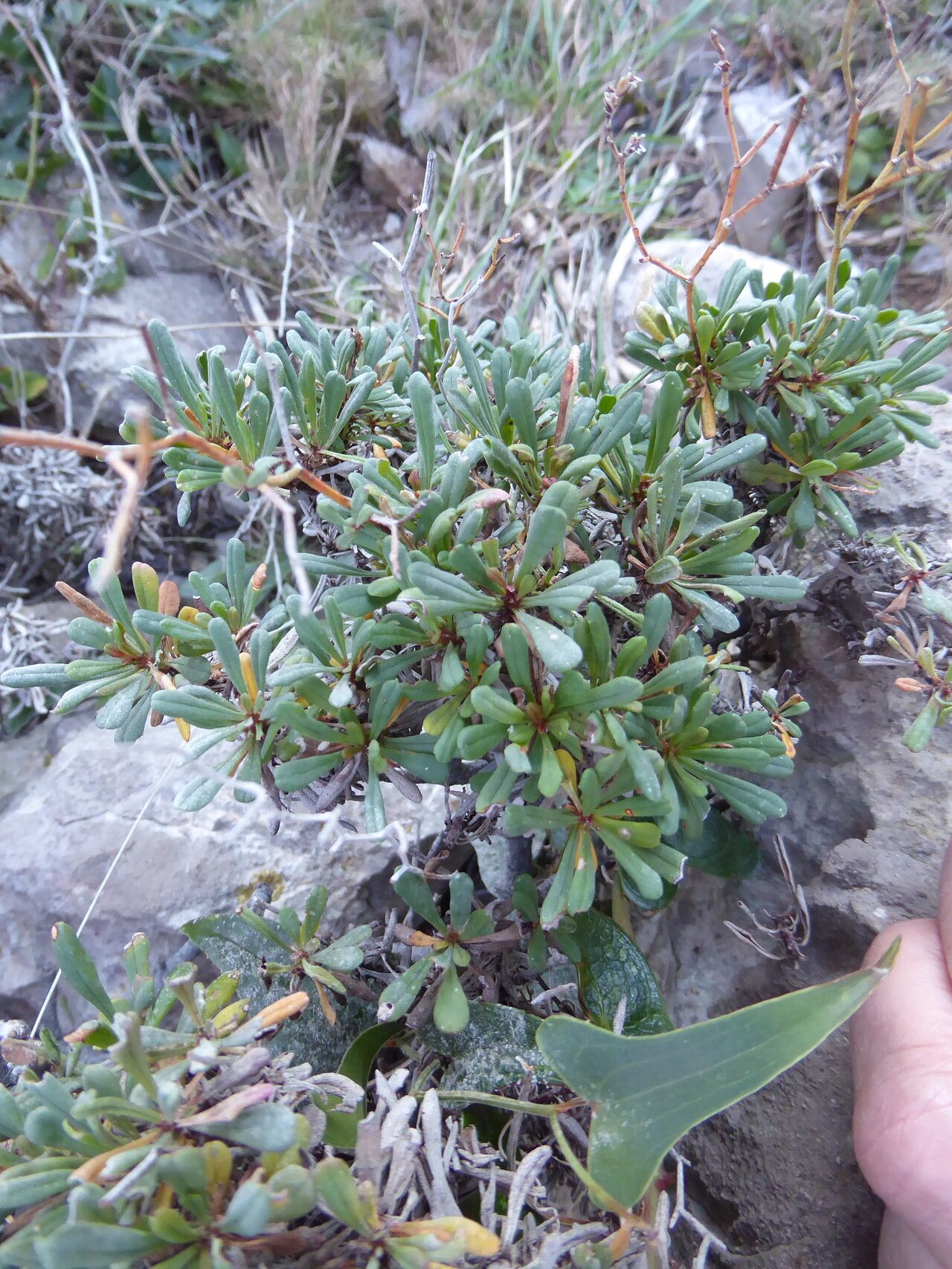 Limonium pseudominutum — search result for 'Limonium'