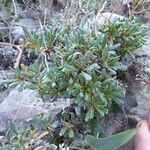 Limonium pseudominutum