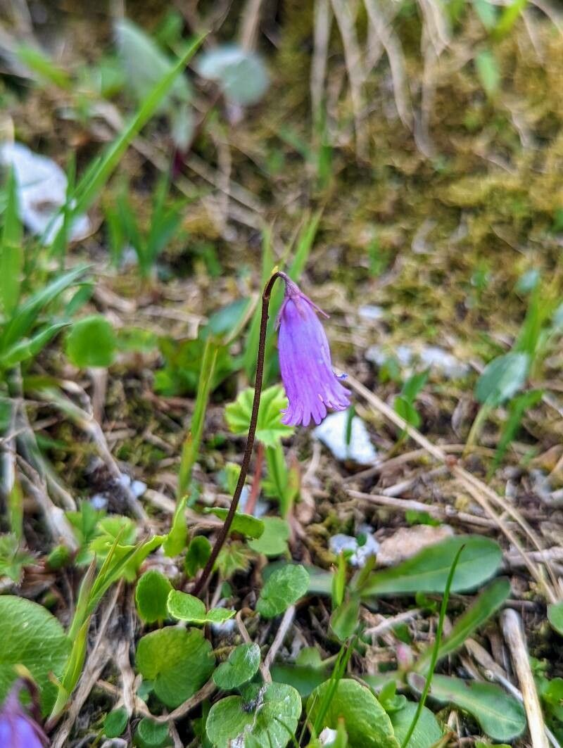 Soldanella pusilla flower