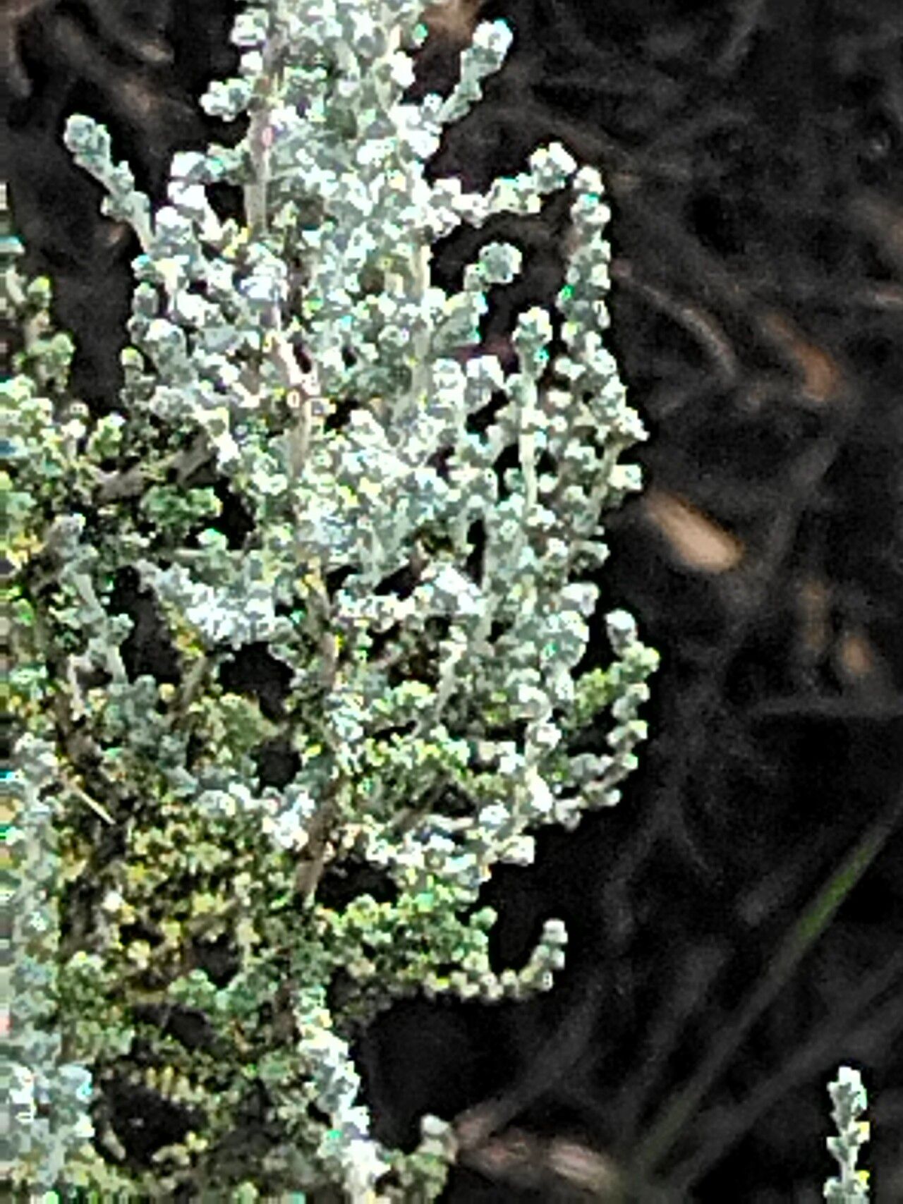 Seriphium plumosum flower