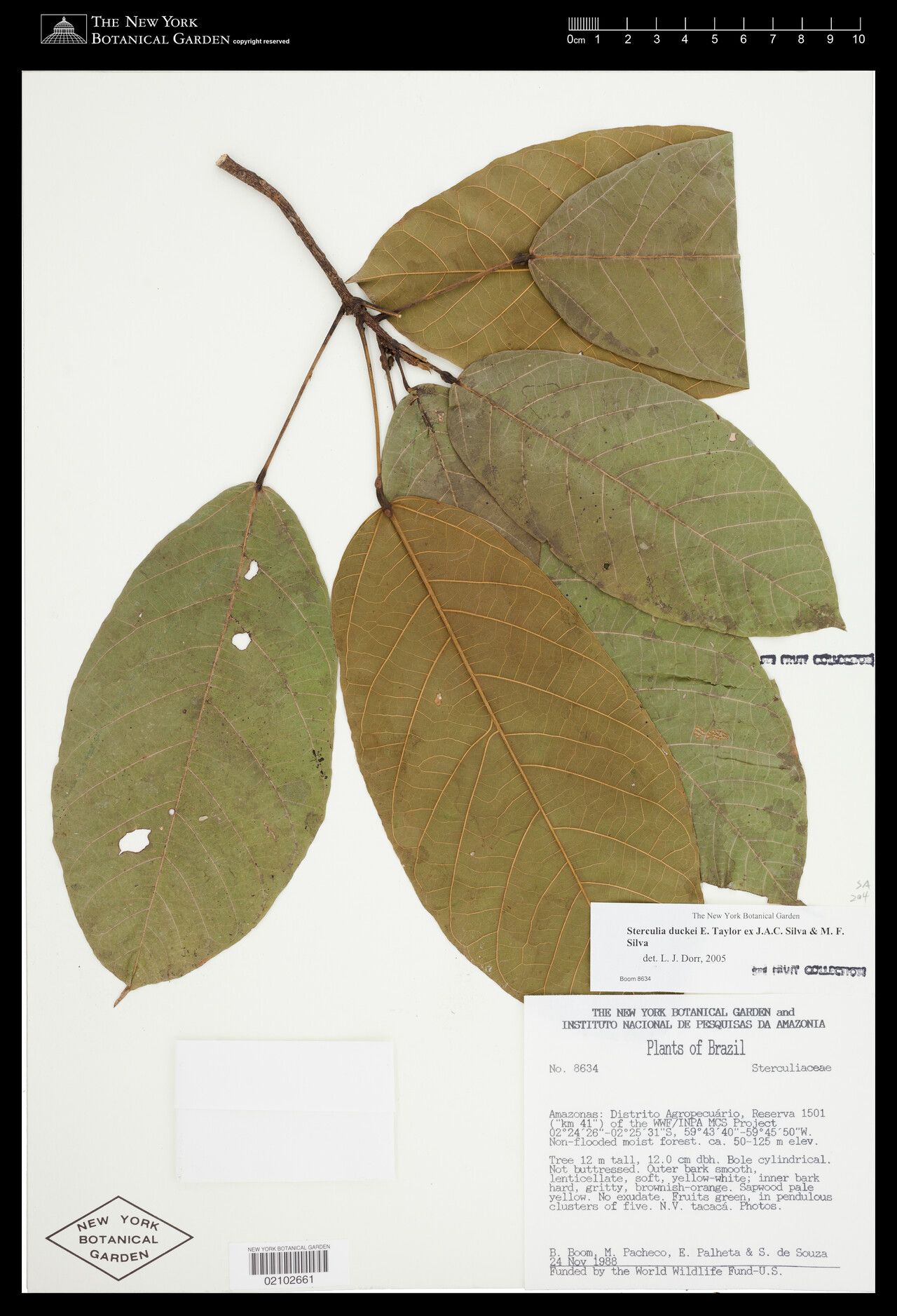 Sterculia duckei — search result for 'Sterculia'