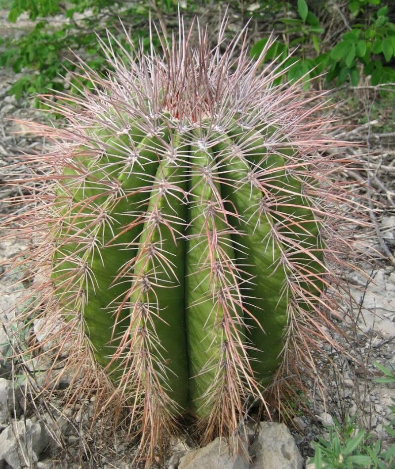 Melocactus pedernalensis — houseplant care guide
