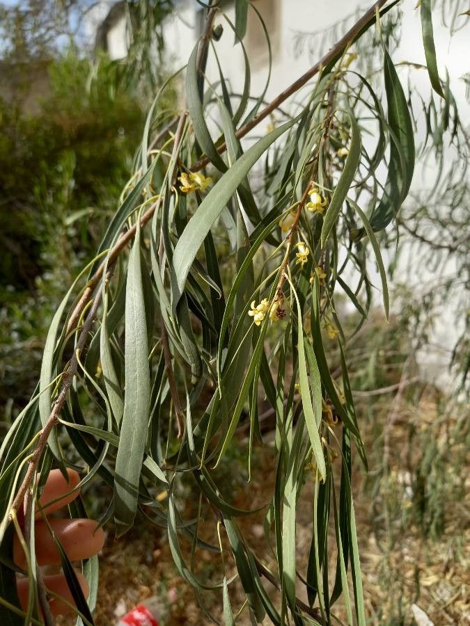 Pittosporum phillyraeoides flower