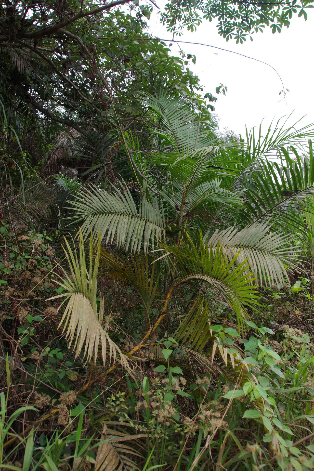 Calamus deerratus habit