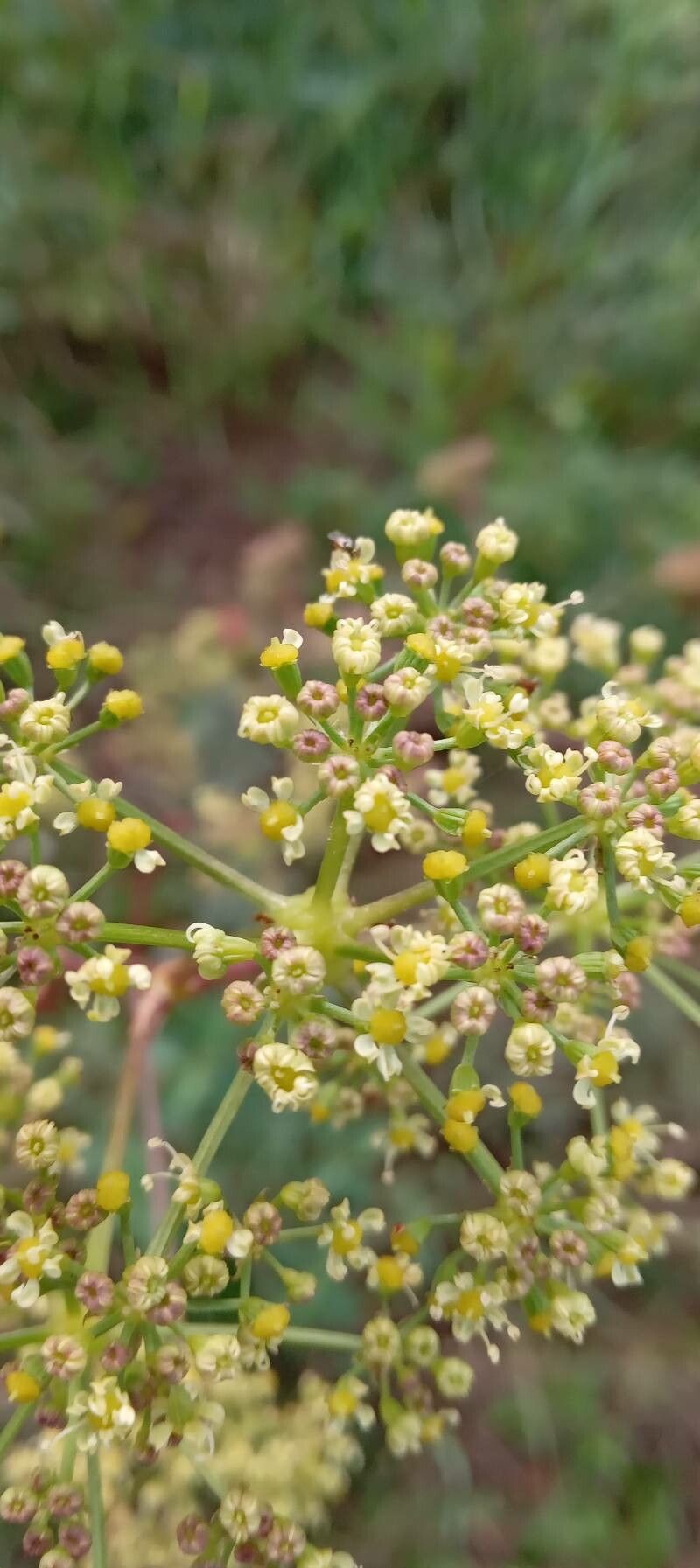 Peucedanum alsaticum flower