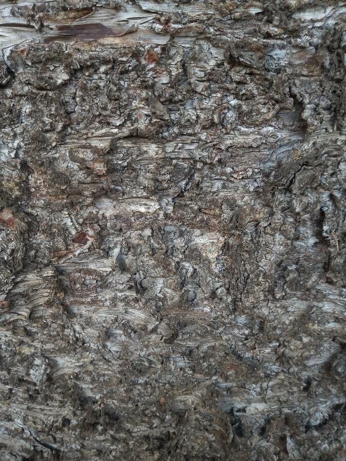 Araucaria laubenfelsii bark