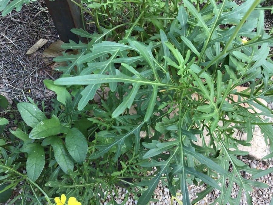 Diplotaxis ibicensis — search result for 'Diplotaxis'