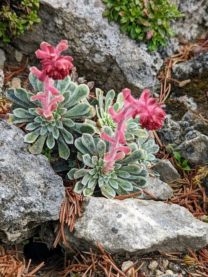 Saxifraga stribrnyi leaf