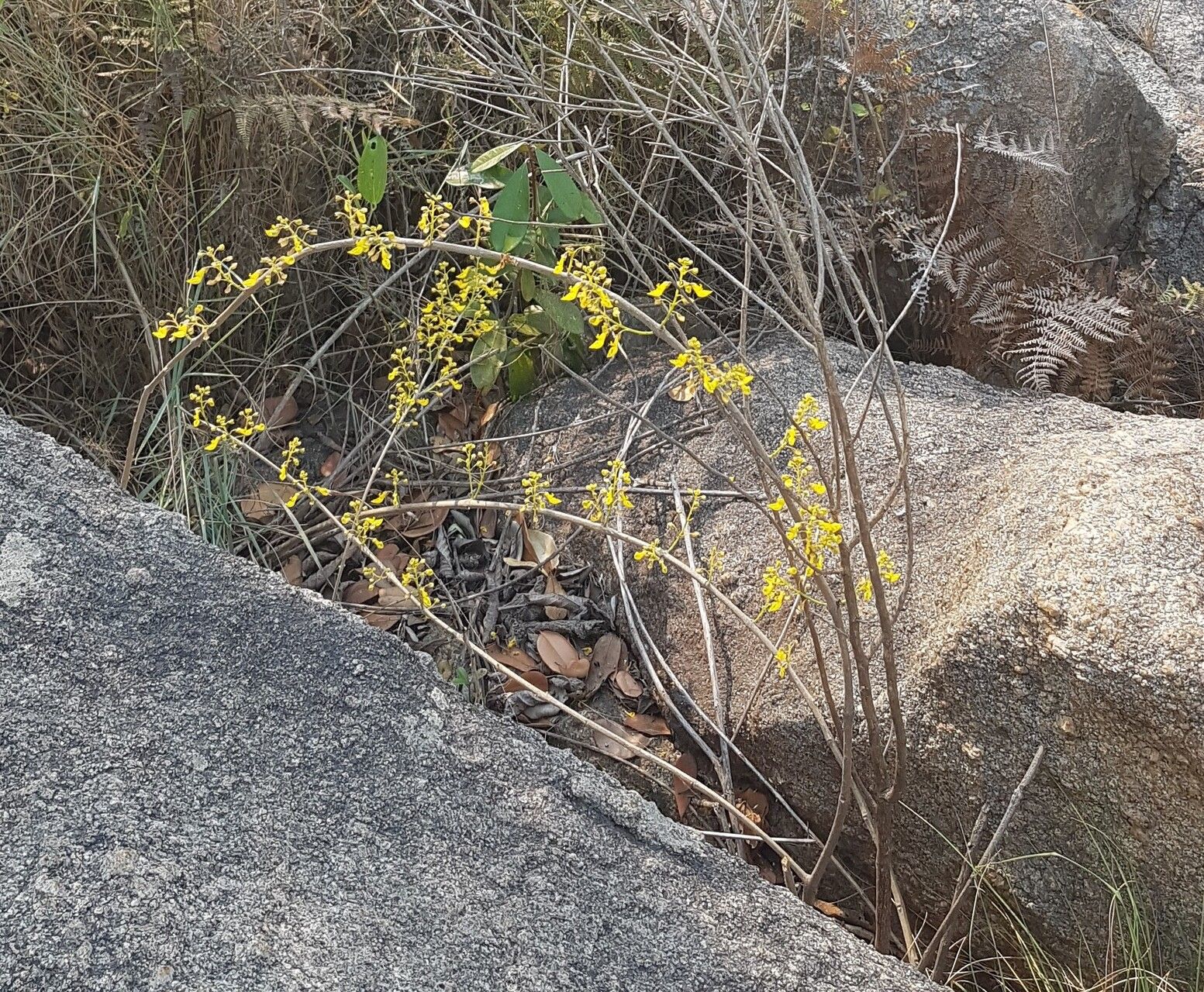 Coleus esculentus habit