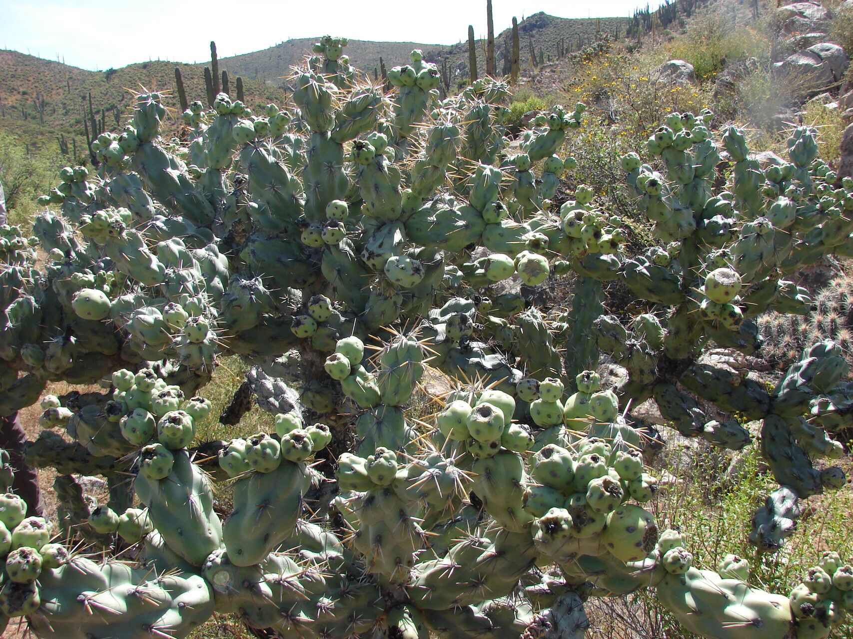 Cylindropuntia cholla fruit
