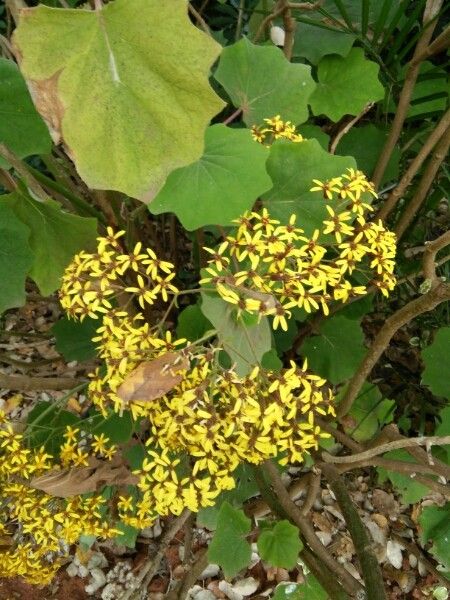 Roldana petasitis flower