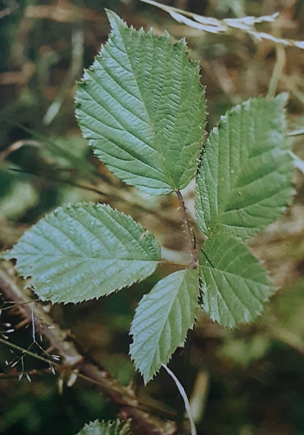 Rubus anisacanthos — houseplant care guide