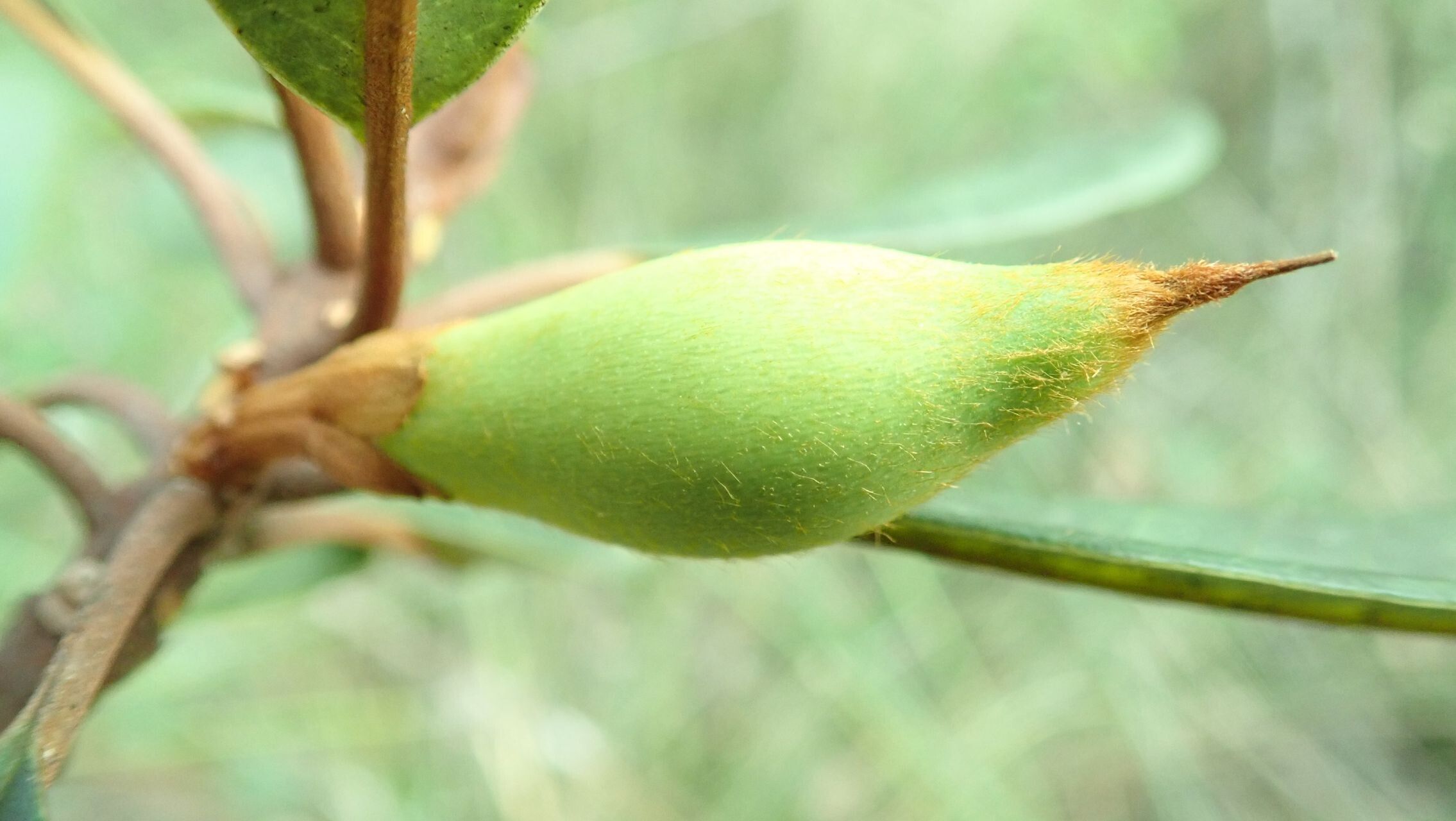 Pichonia balansae fruit