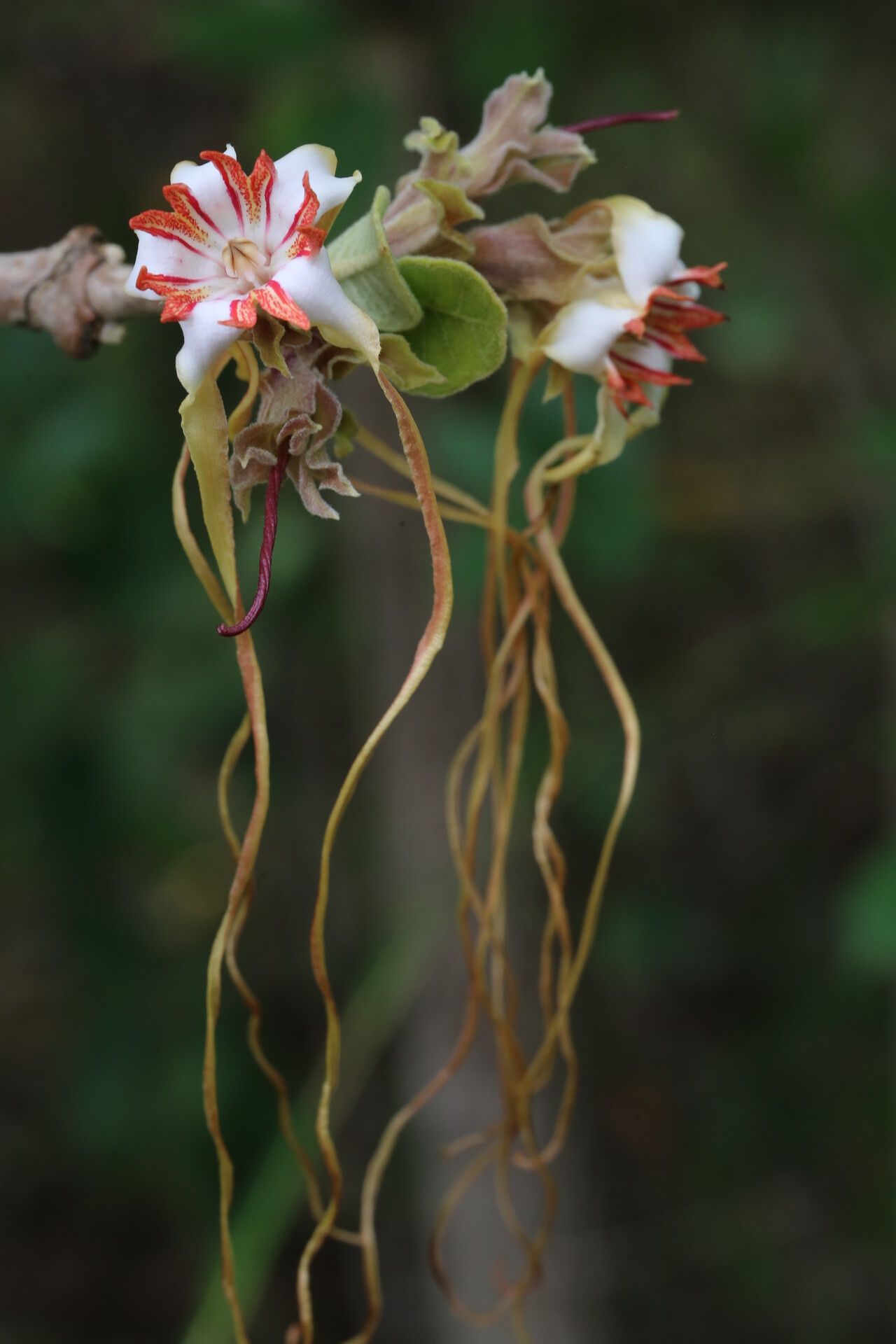 Strophanthus eminii flower