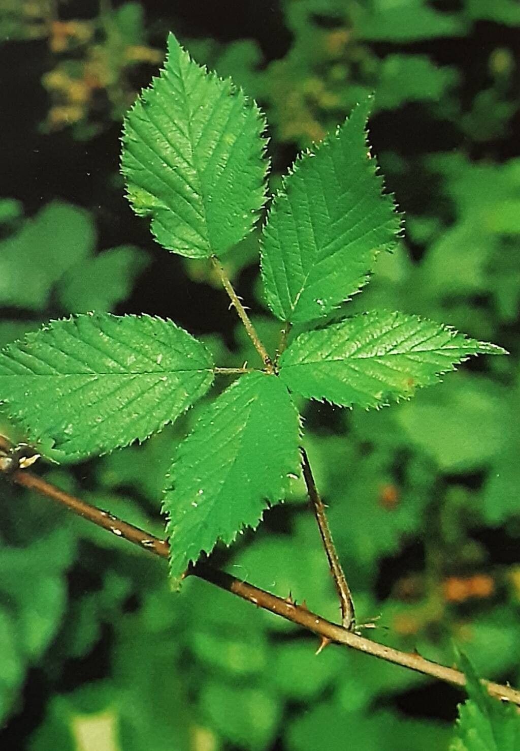 Rubus marianus — houseplant care guide