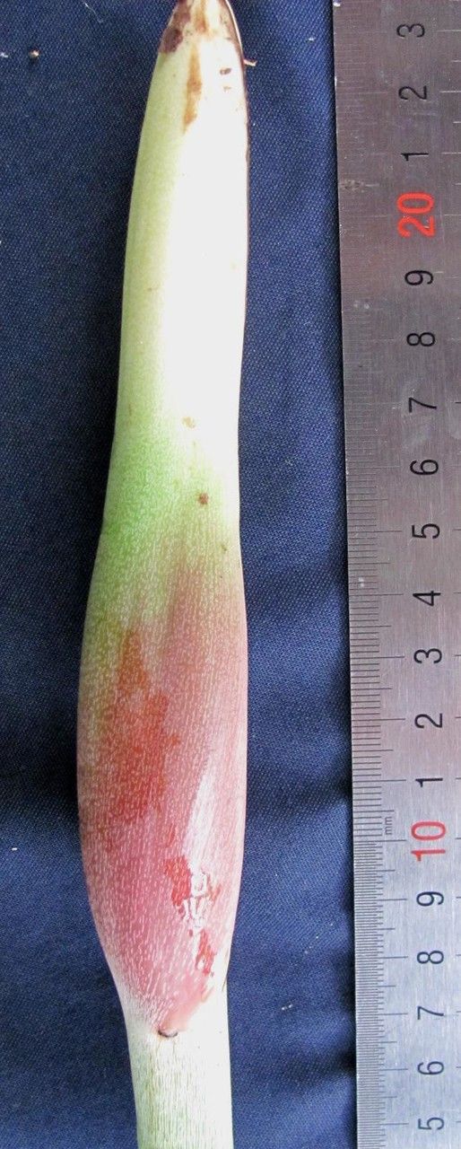 Philodendron angustilobum other