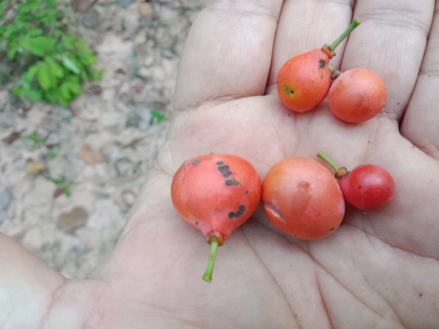 Salacia chinensis fruit