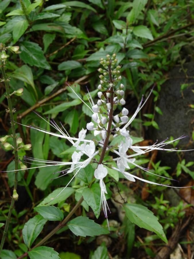 Orthosiphon aristatus flower