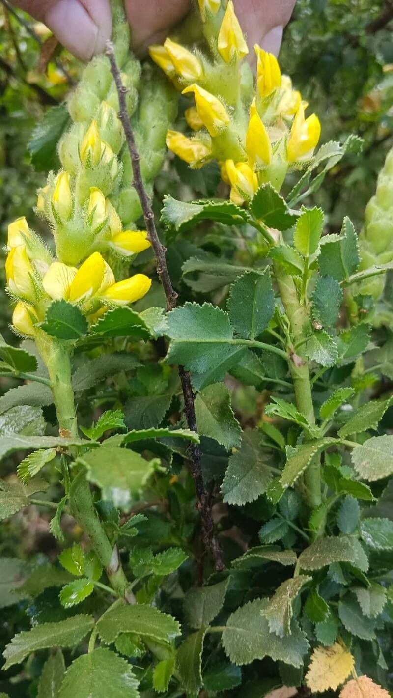 Ononis speciosa — houseplant care guide