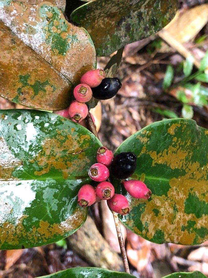 Memecylon caeruleum fruit