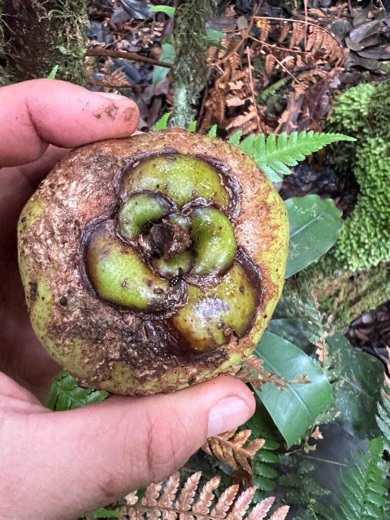 Montrouziera gabriellae fruit