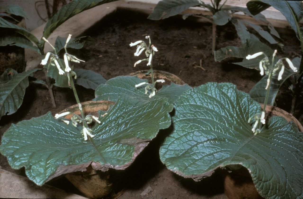 Streptocarpus grandis — search result for 'Streptocarpus'