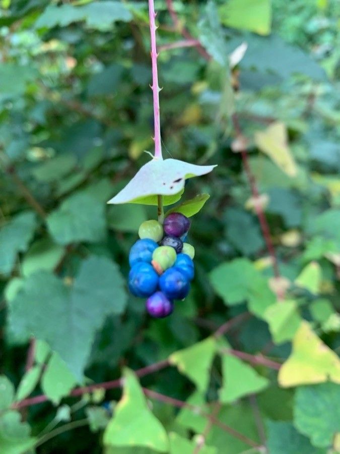 Persicaria perfoliata fruit