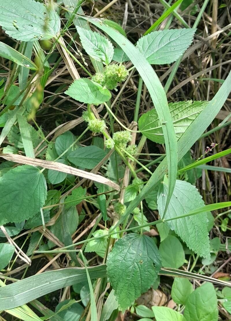 Acalypha poiretii habit