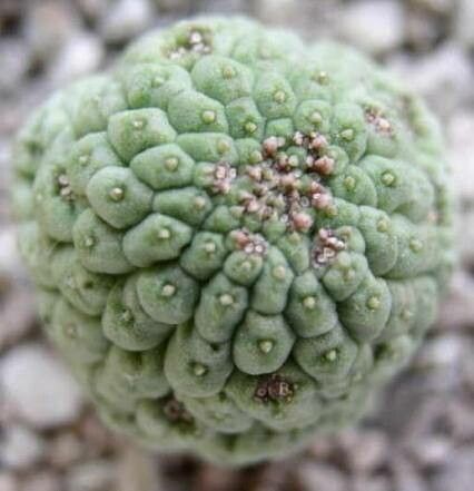 Larryleachia cactiformis other