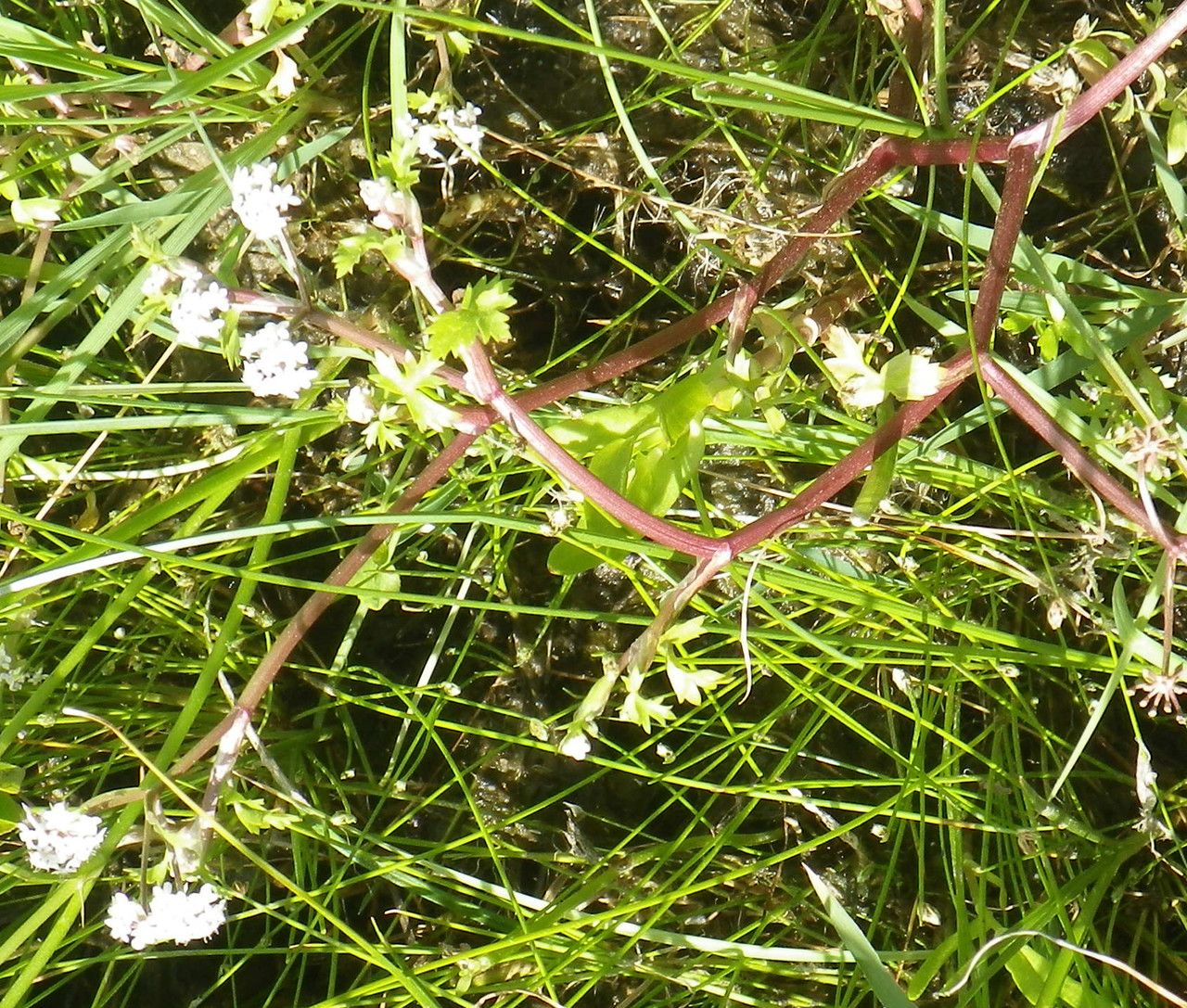 Helosciadium crassipes habit
