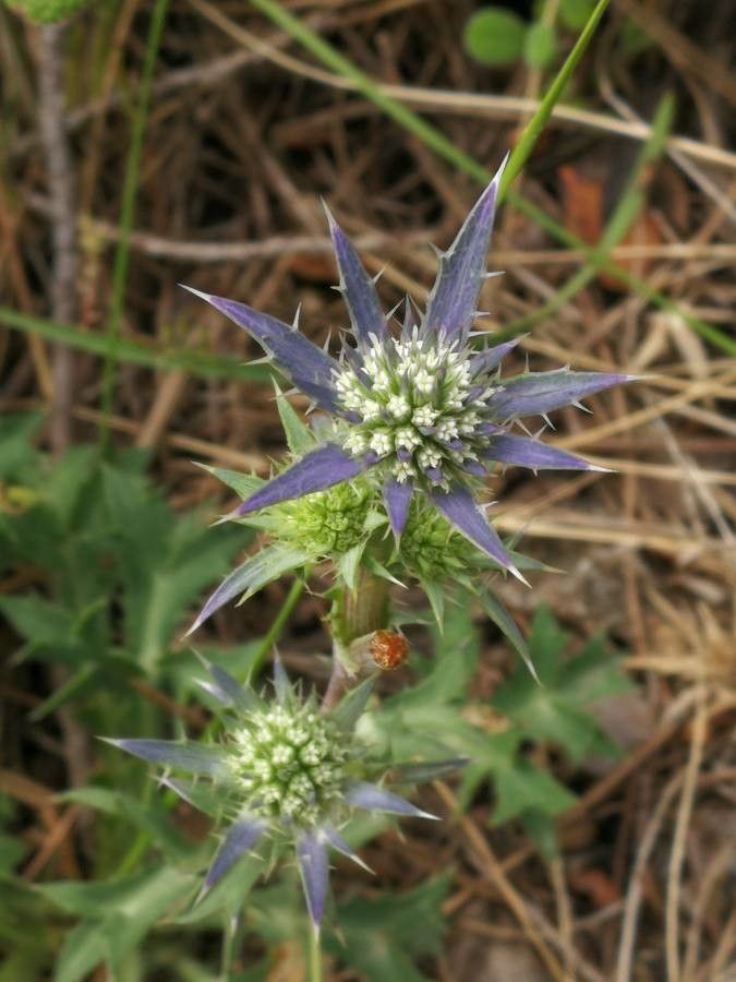 Eryngium dilatatum flower
