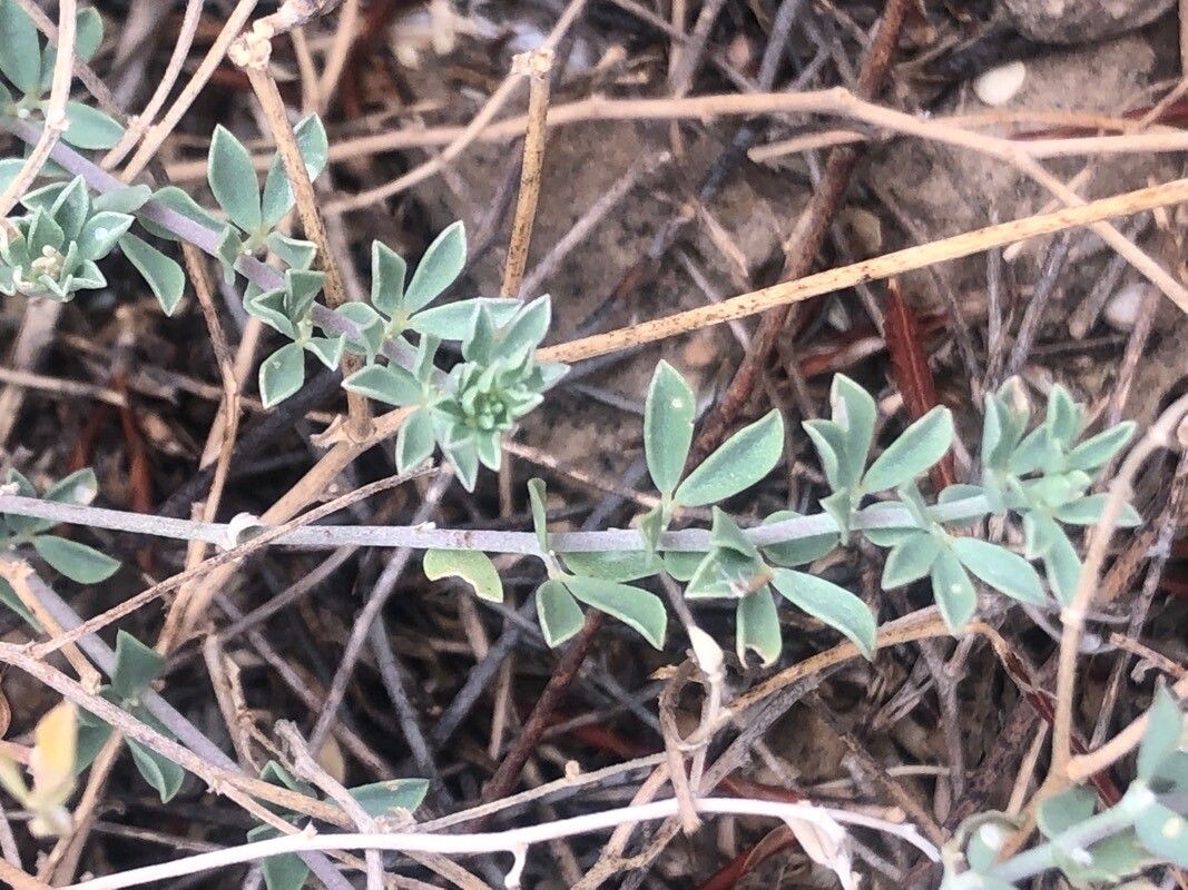 Lotus creticus — search result for 'Lotus'