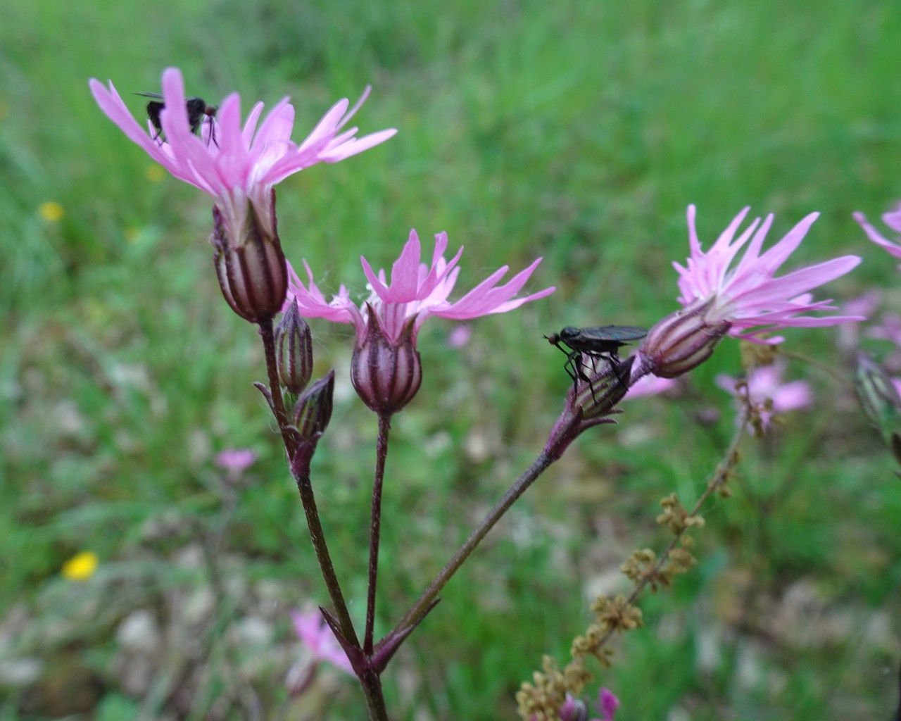 Lychnis flos-cuculi flower