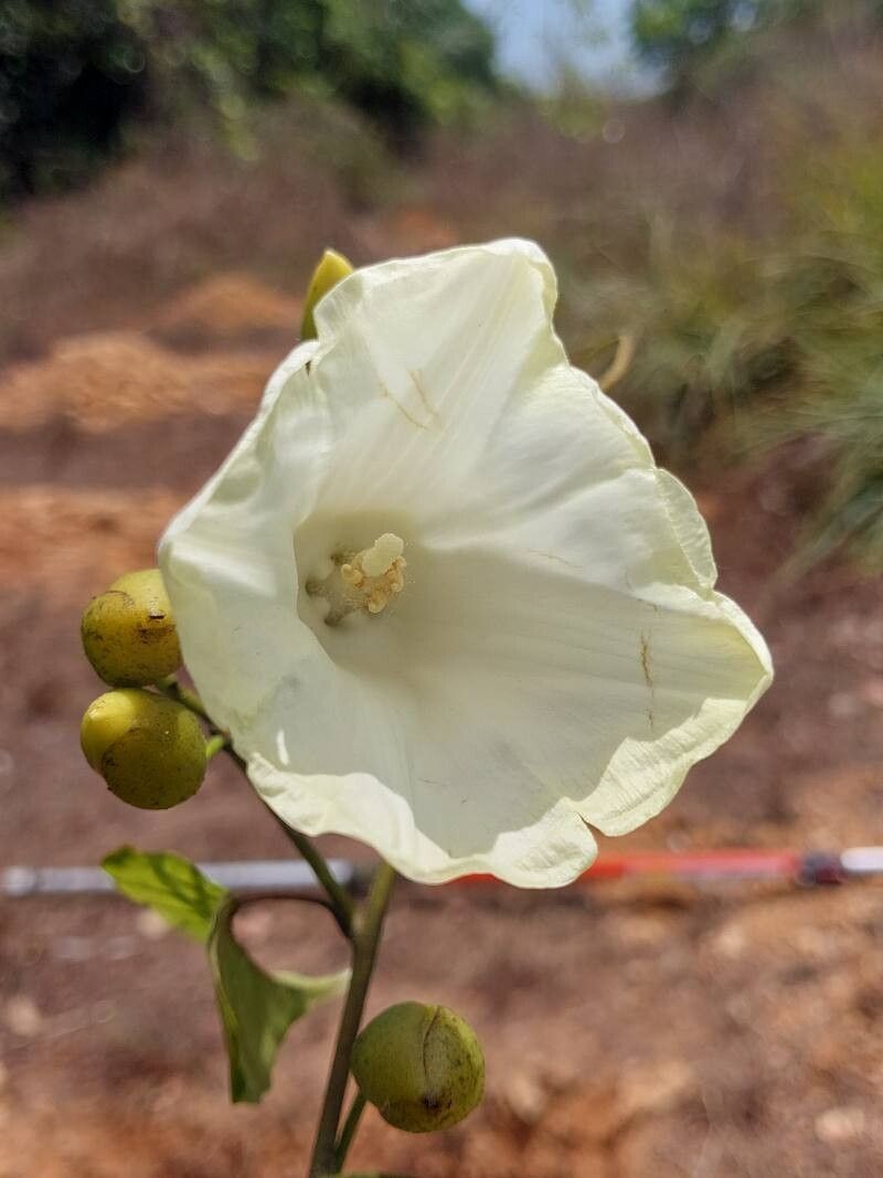 Decalobanthus peltatus flower
