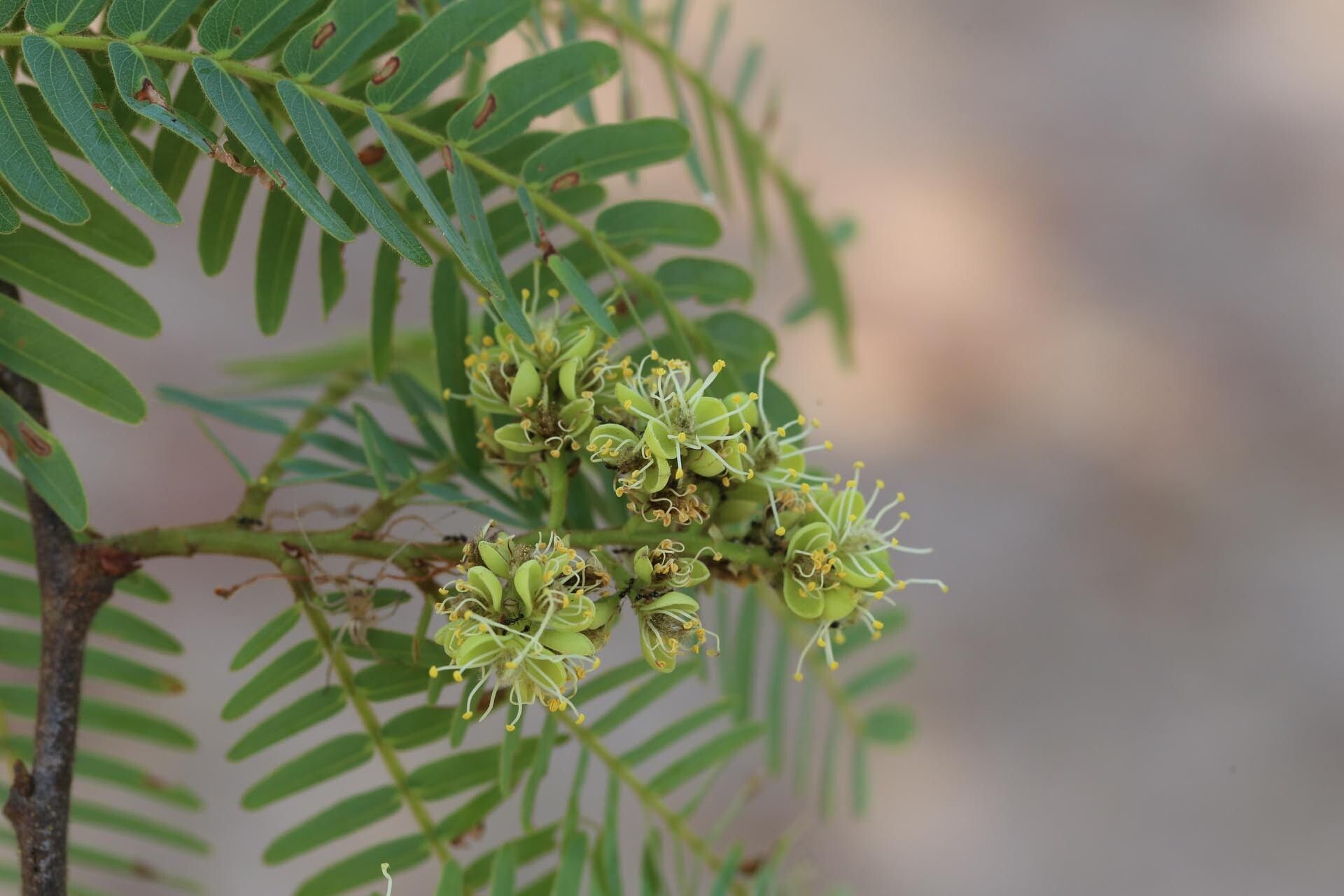 Brachystegia tamarindoides flower