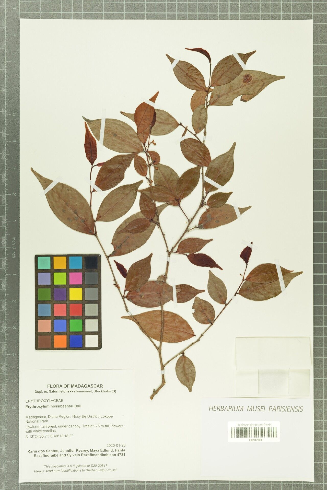 Erythroxylum nossibeense — houseplant care guide