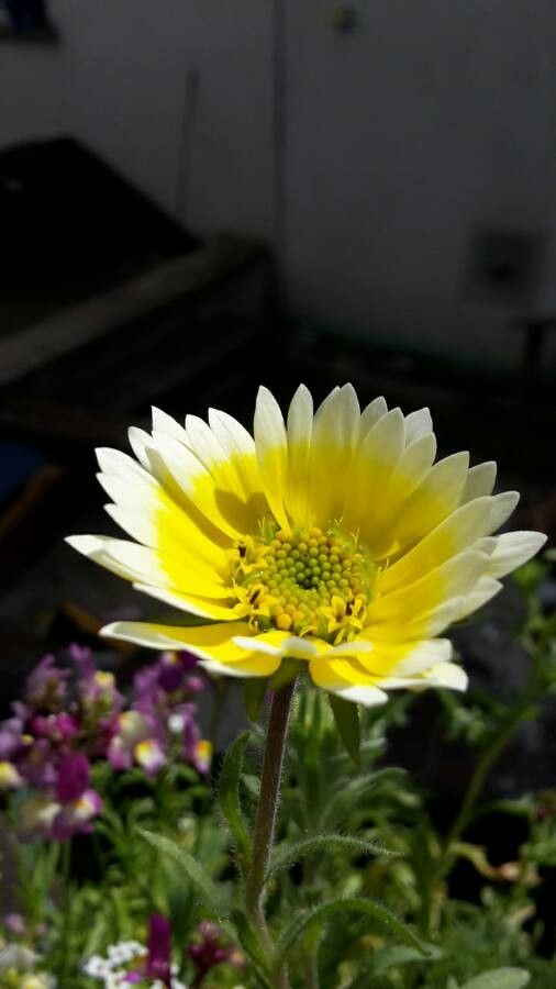 Layia chrysanthemoides flower