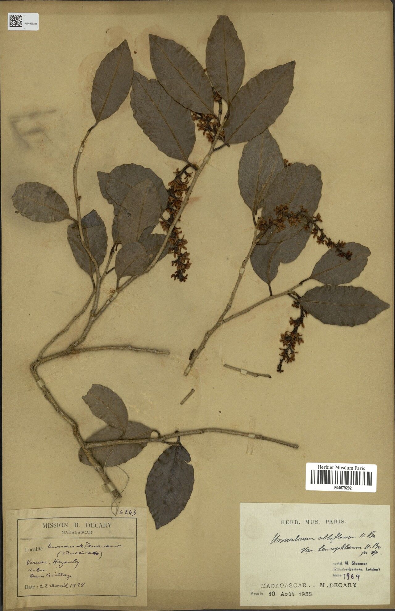 Homalium leucophloeum — houseplant care guide