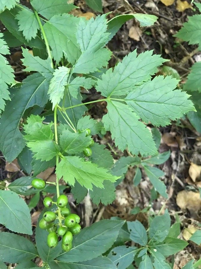Actaea spicata — search result for 'Iran'