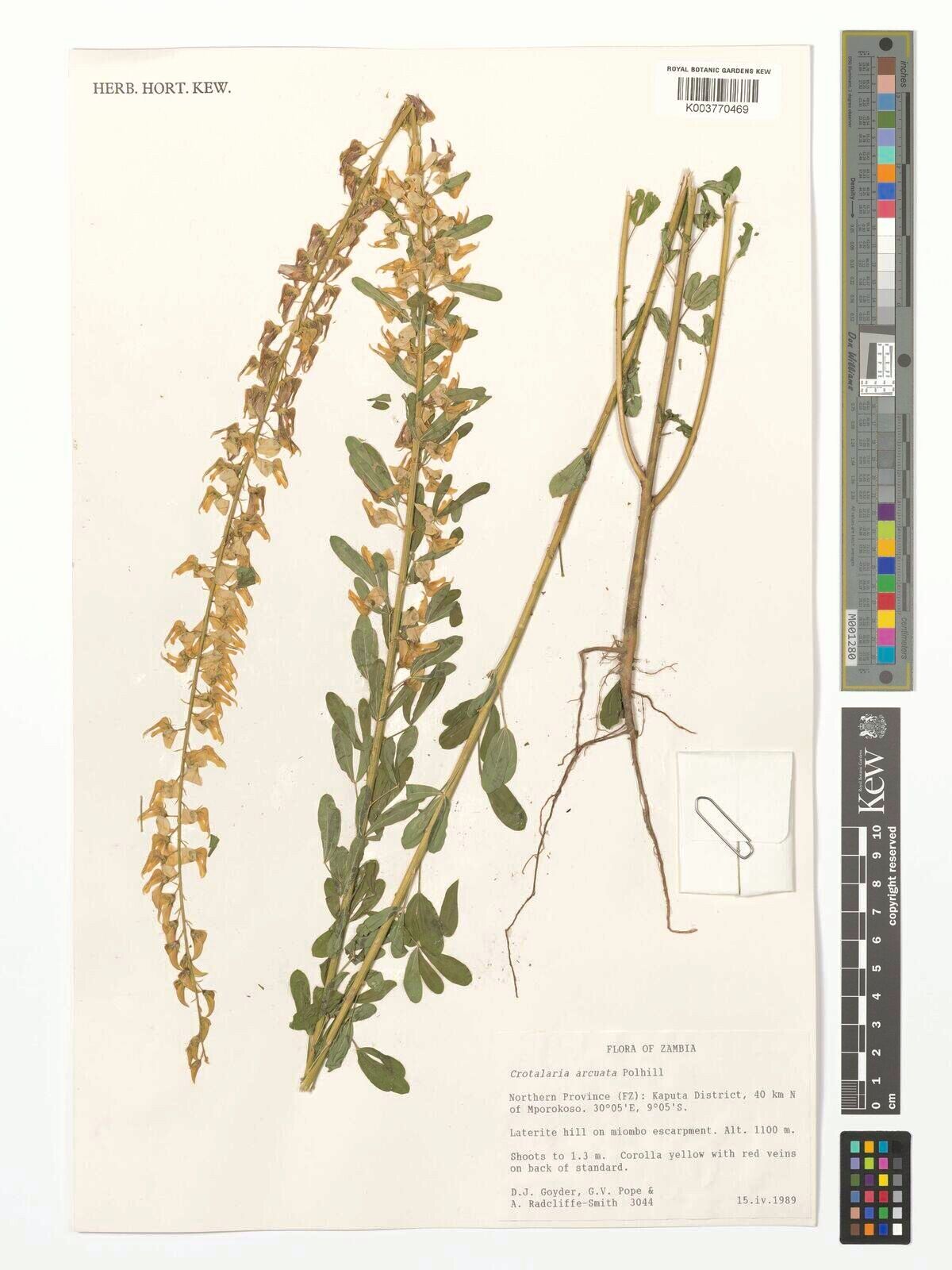 Crotalaria arcuata — houseplant care guide