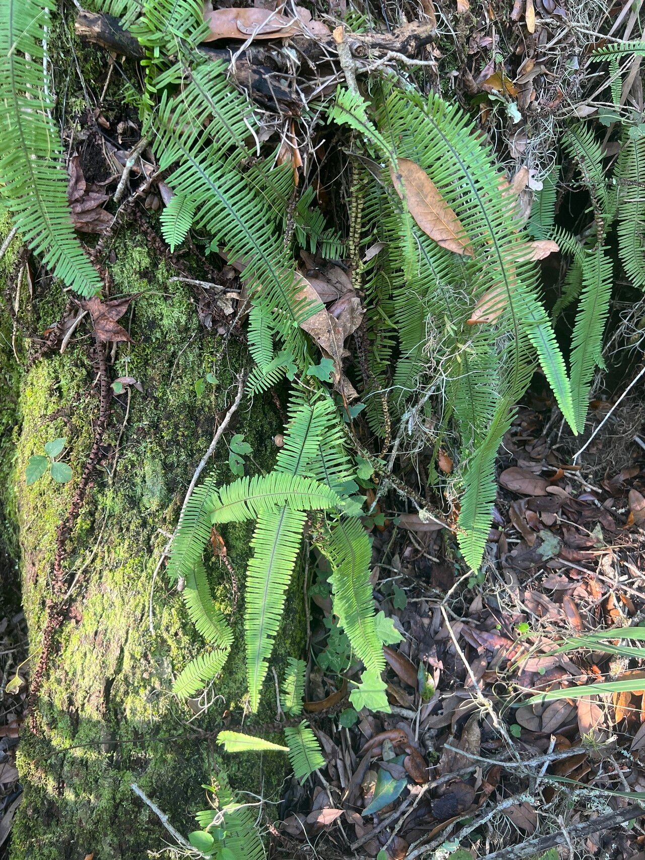 Pecluma plumula habit