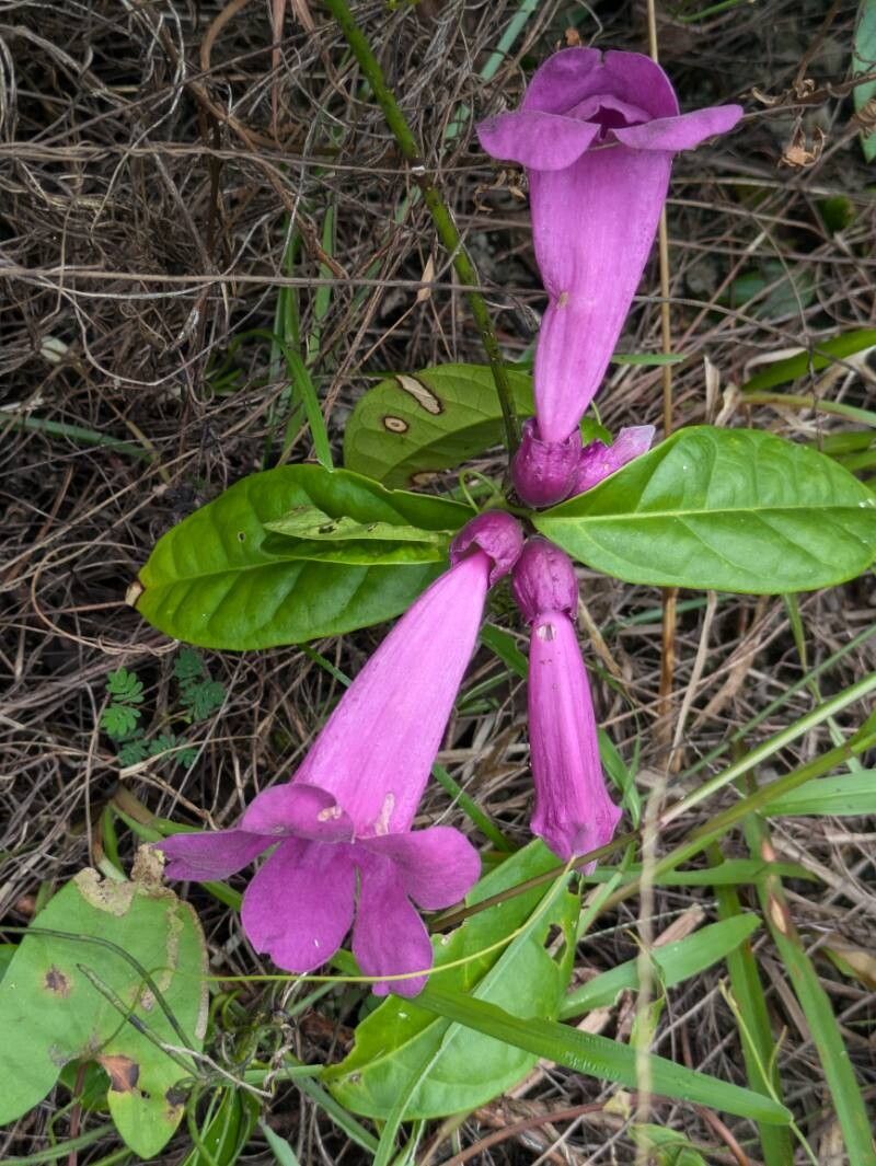 Mansoa standleyi flower
