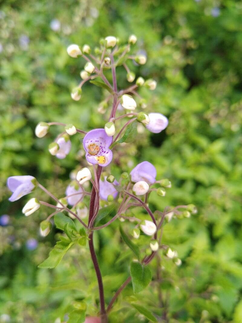 Jovellana violacea flower
