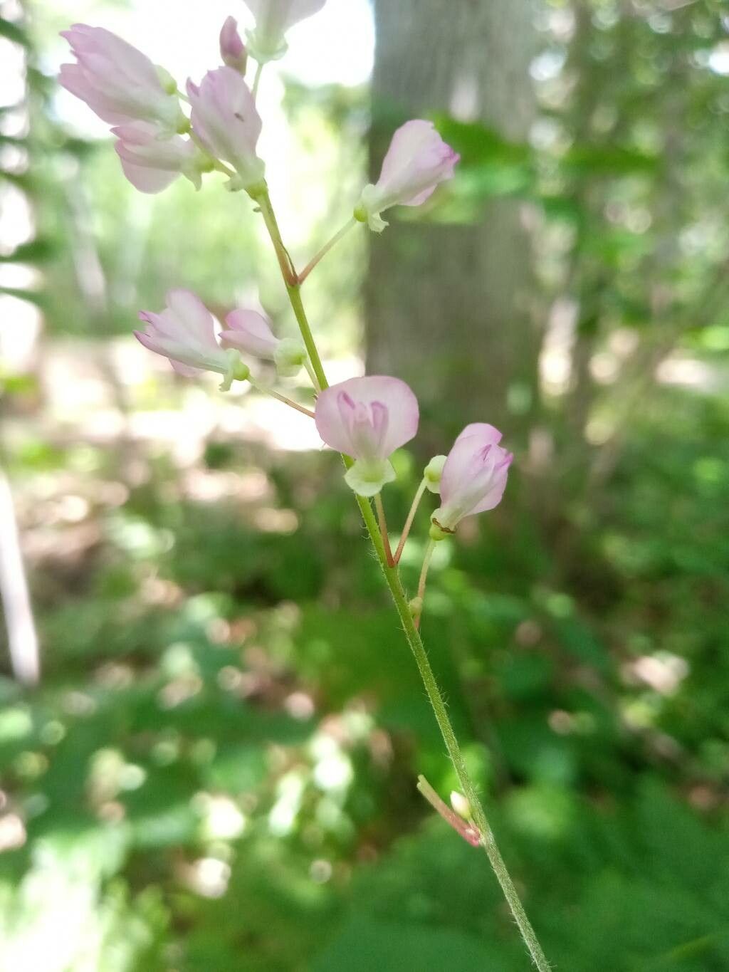 Desmodium nudiflorum flower