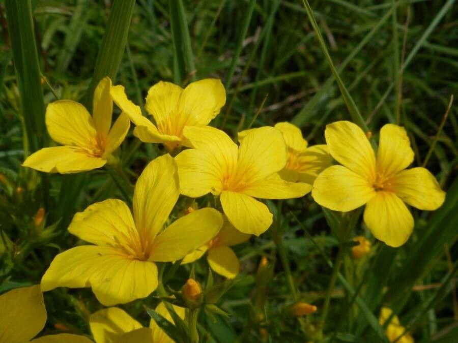 Linum flavum flower