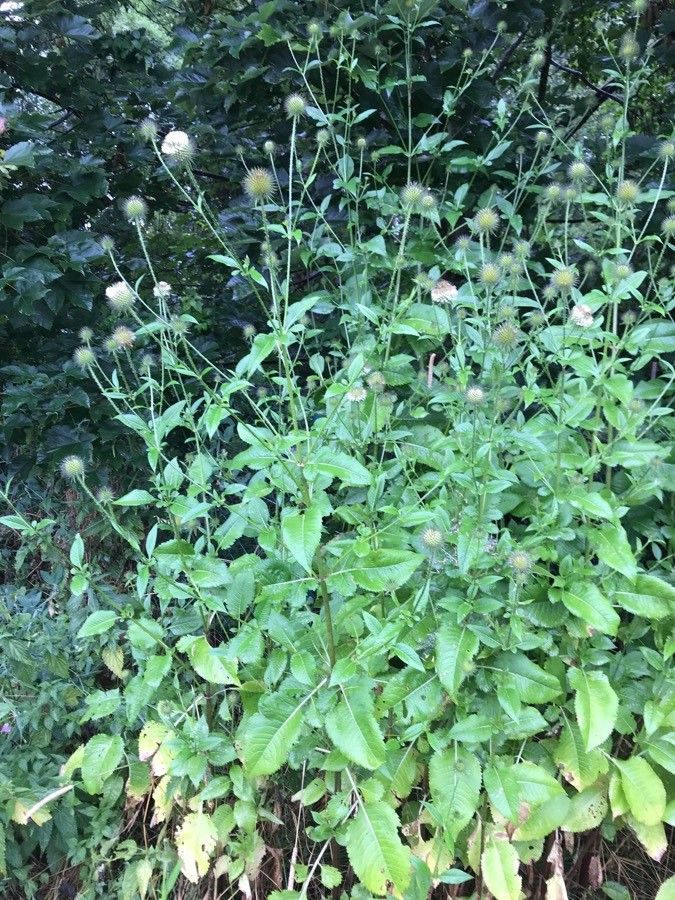 Dipsacus strigosus habit