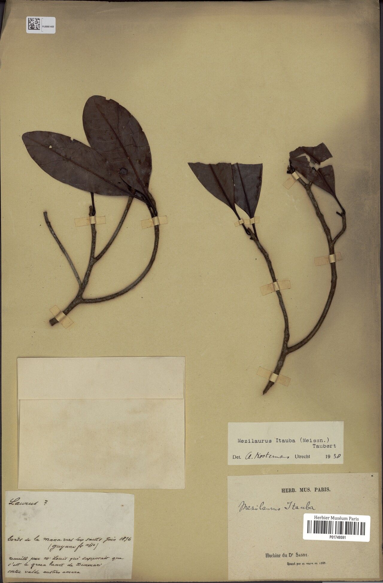 Mezilaurus ita-uba — related species from the same genus